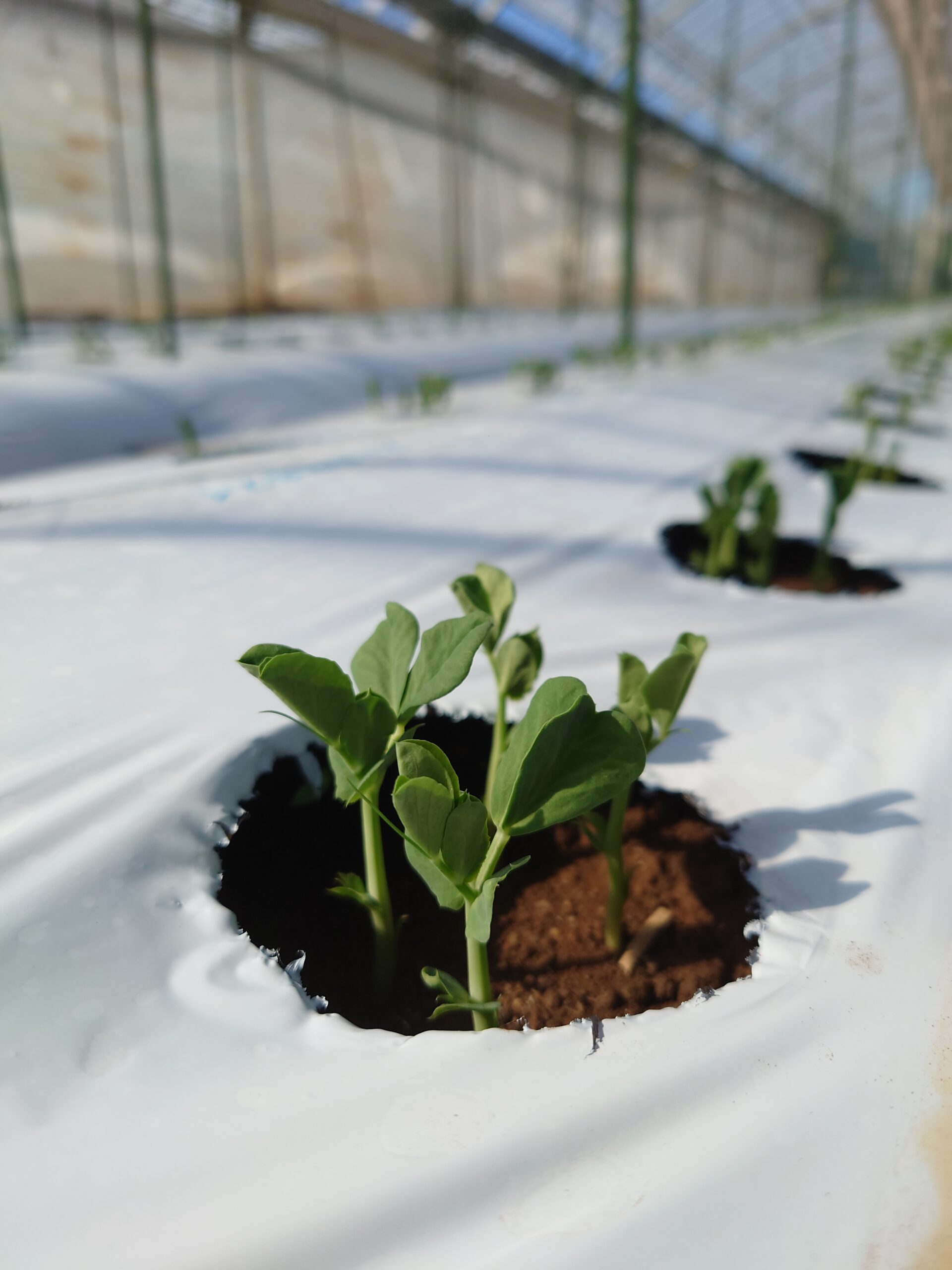 秋冬野菜植え付け終了！